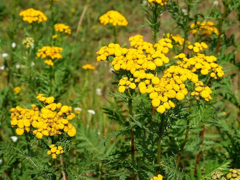 tansy from human parasites