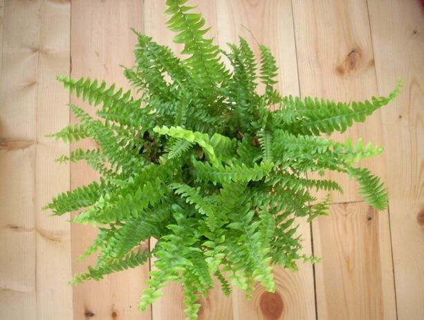 fern for parasite prevention