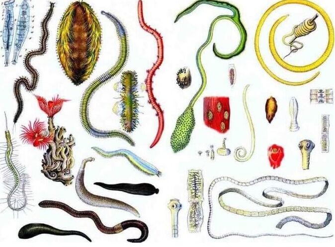 Types of parasites