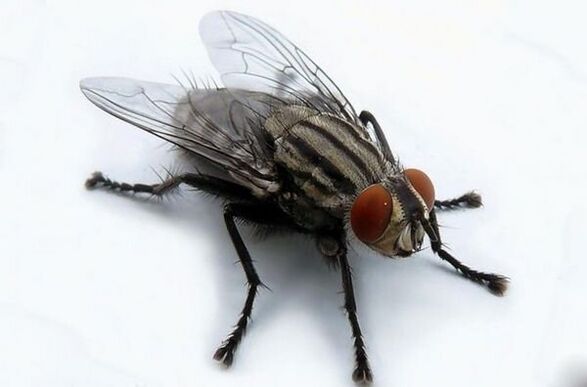 flies as a carrier of human parasites