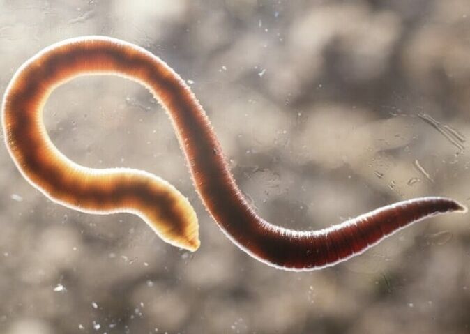 a worm parasite from the human body