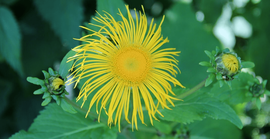 elecampana in the fight against parasites