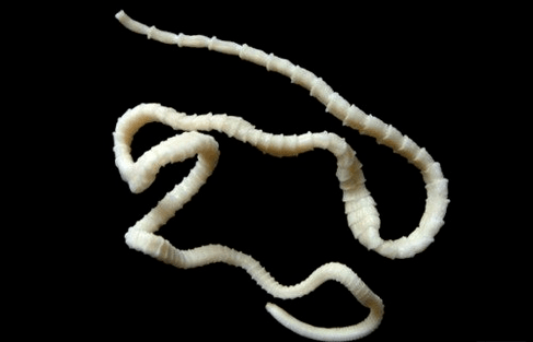 how bovine tapeworm looks in the human body