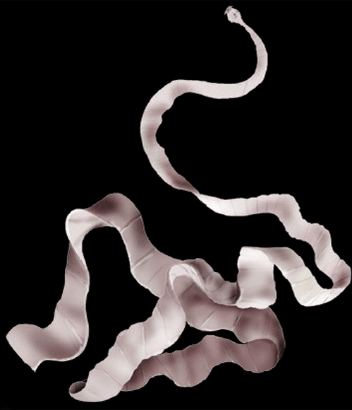 what pork tape looks like in the human body