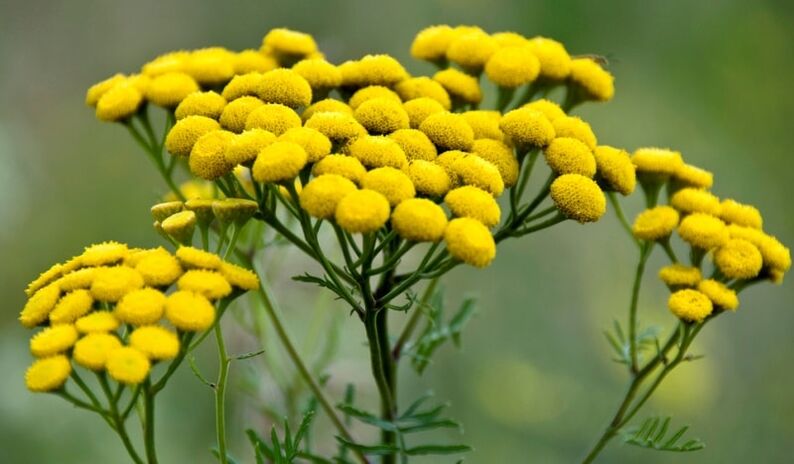 tansy to remove parasites